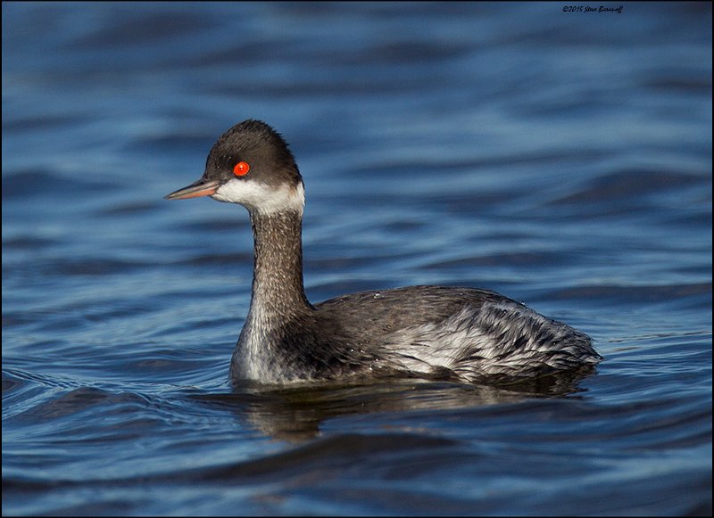 _5SB5814 eared grebe.jpg